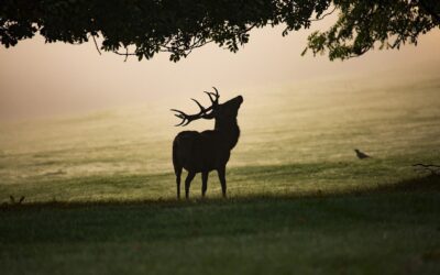 Nebraska Man Sentenced to Jail for Deer Violations