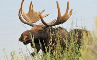 Maine Moose Permit Lottery Approaching Deadline