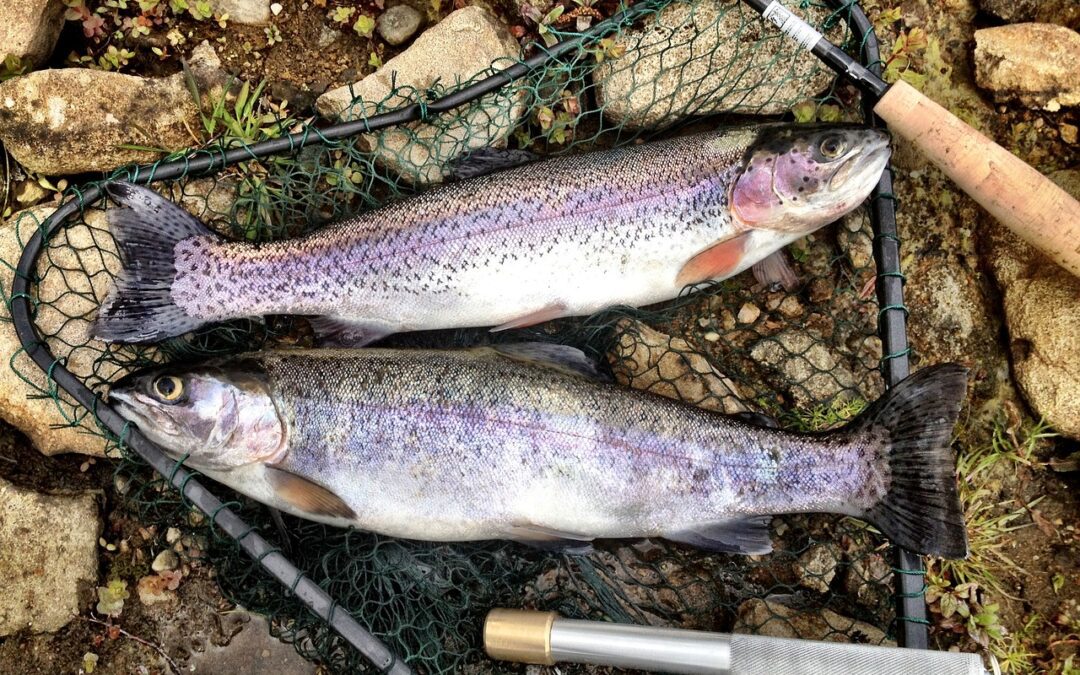 Wisconsin Trout Regulation Changes