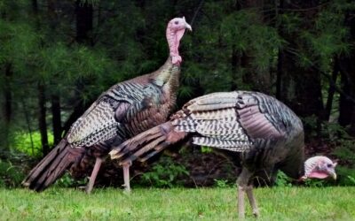 Nebraska Boasts Wild Turkey Variety