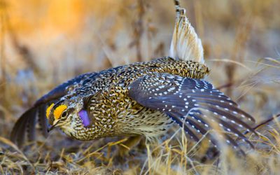 Get Involved in the 2020 Nebraska Bird Month Challenge