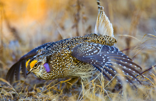 Get Involved in the 2020 Nebraska Bird Month Challenge