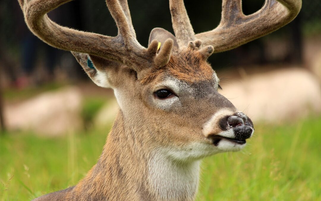 Maine Tips for 2020 Deer Hunting Season