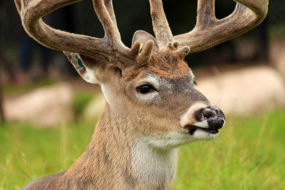 Maine Tips for 2020 Deer Hunting Season Sporting Classics Daily