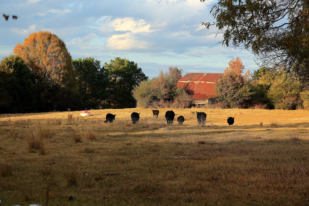 cattle on the farm