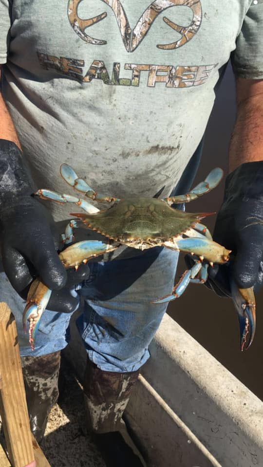 blue crab