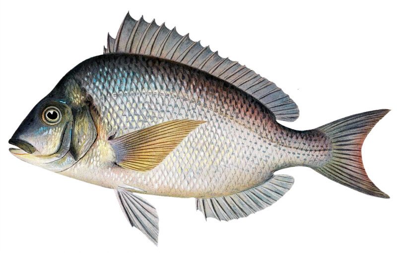 scup fish painting