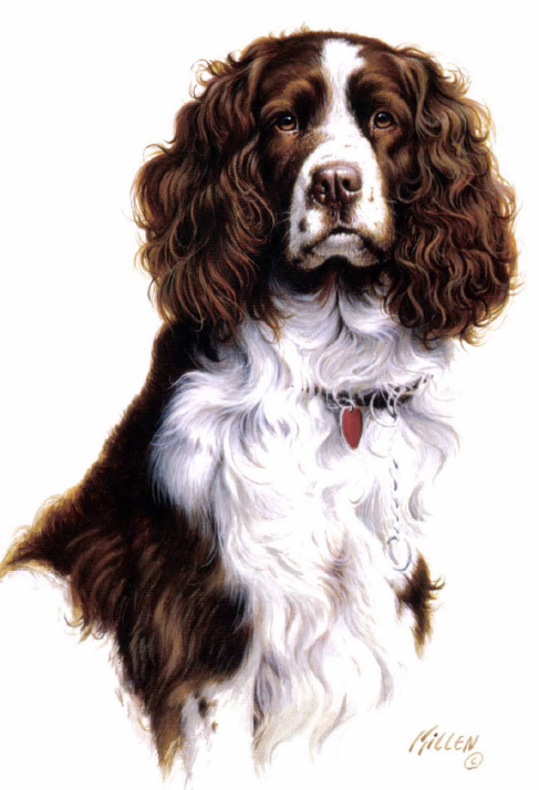 Jim Killen spaniel painting