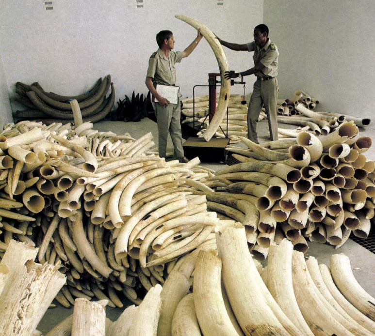 elephant tusks