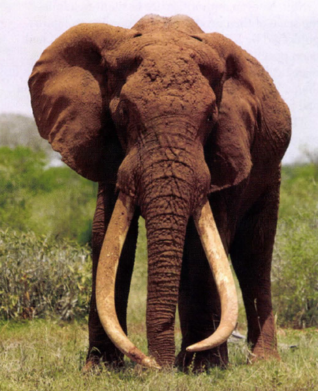 african elephant