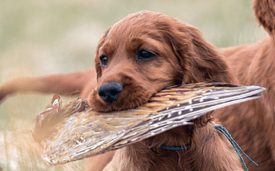 Puppy-Training Tips from the Pro