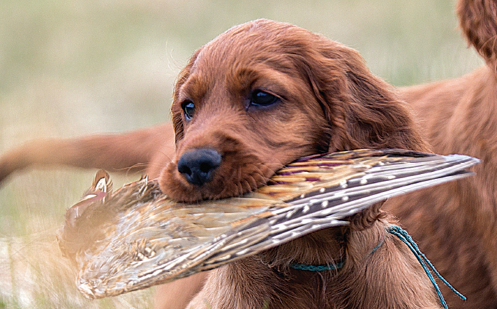 puppy with bird