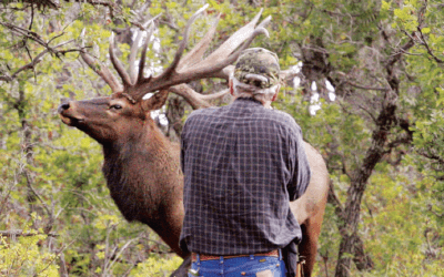 One Big Bull Elk, No Rifle