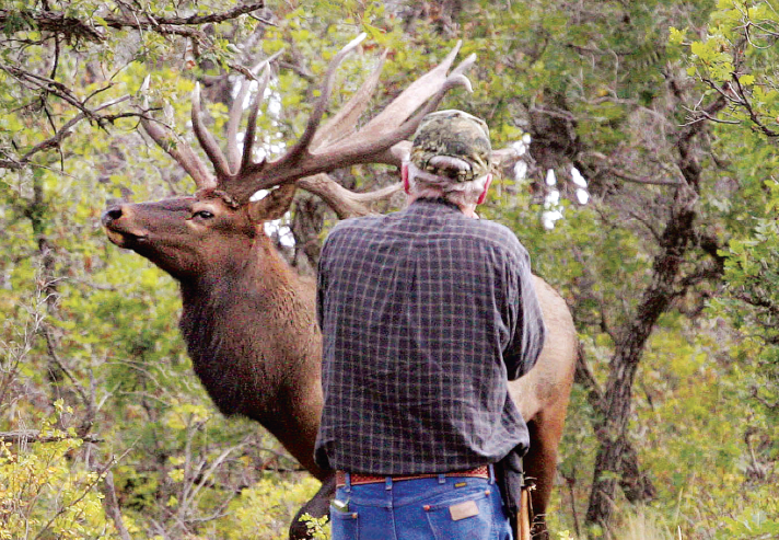 One Big Bull Elk, No Rifle