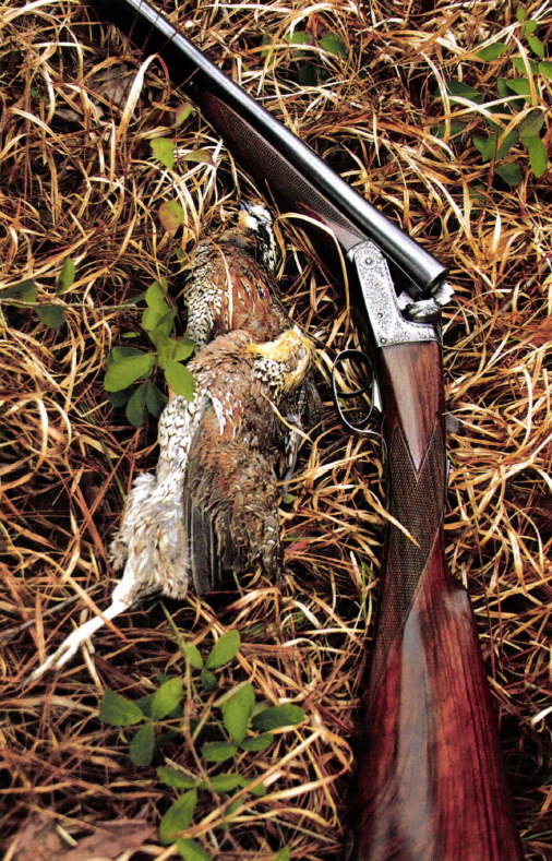 16 gauge with quail