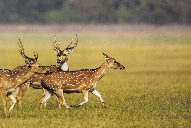 Texas Treasure: The Axis Deer