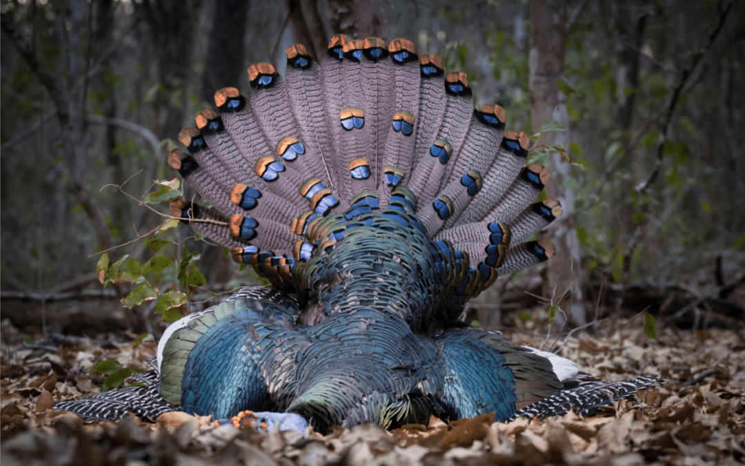 Hunting Ocellated Turkey: Season 2 Premiere of “Sporting Classics with Chris Dorsey”