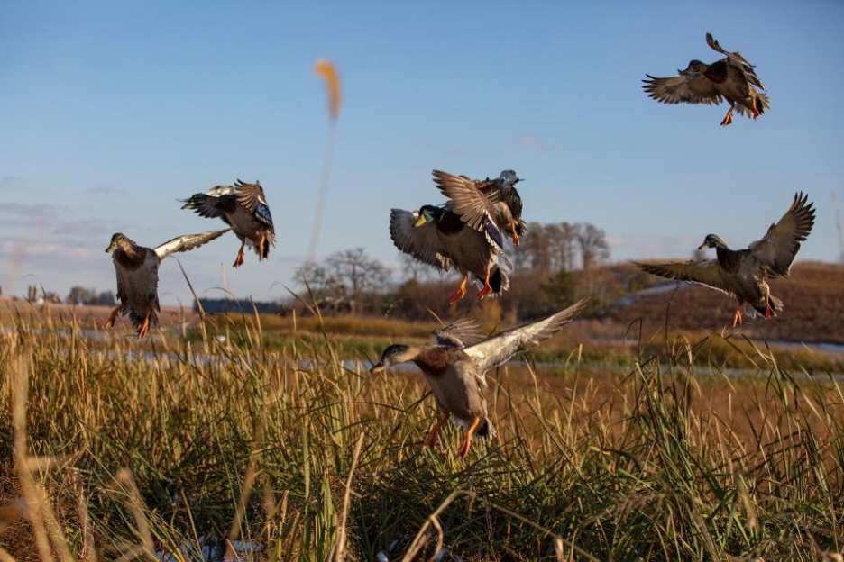 mallard ducks flying