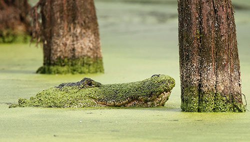 alligator in swamp