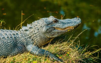 Arkansas Applications Open for Public Land Alligator Hunts