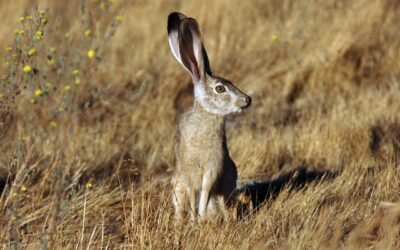 Arizona Wildlife Photography Contest