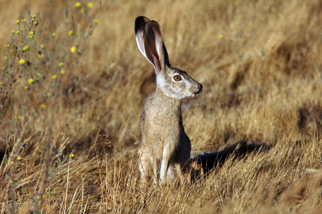 arizona jackrabbit