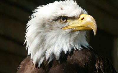 Montana FWP Offers Reward for Information in Illegal Bald Eagle Kill