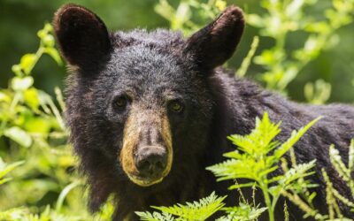 Wisconsin 2021 Bear Hunting Application Period Begins July 1