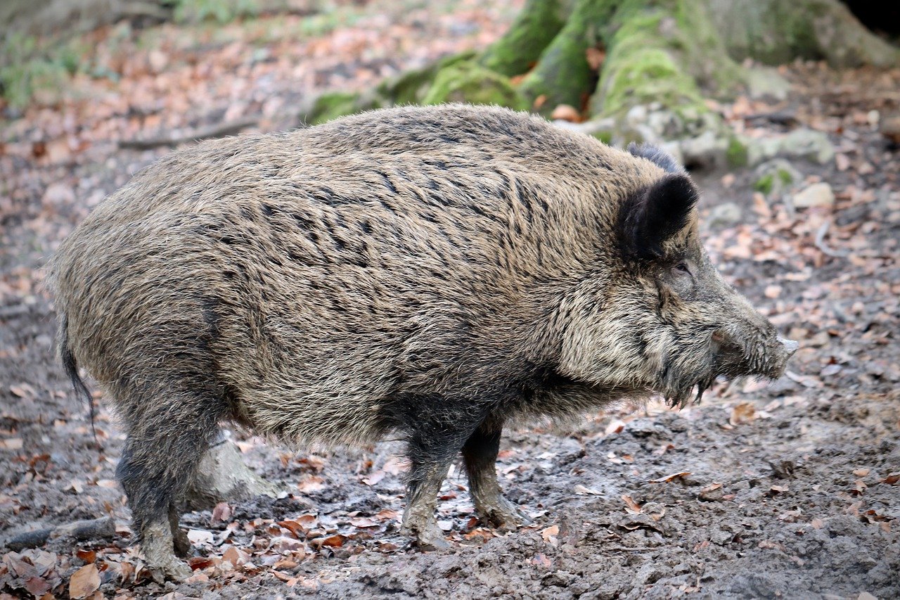 wild boar