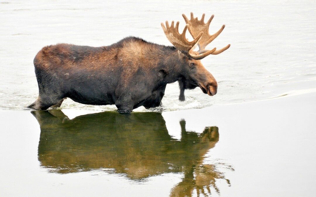 Vermont Moose Hunting Permit Applications Open