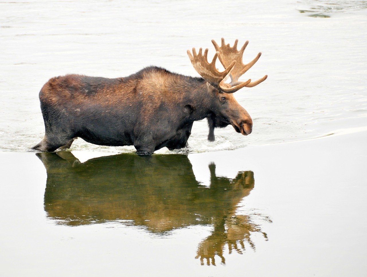 bull moose in water