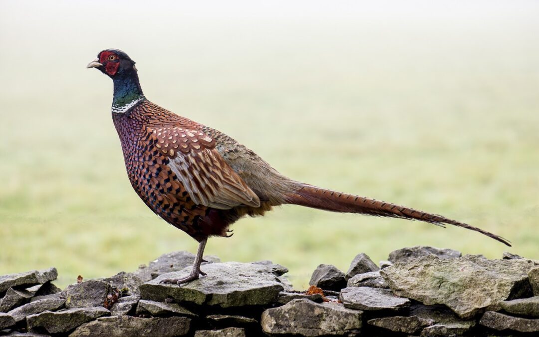 South Dakota GFP and Tourism to Bring More Pheasant Hunters