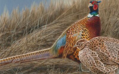 Wisconsin Wild Turkey, Pheasant And Waterfowl Stamp Design Competitions