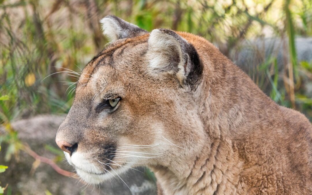 Nebraska GPC Considers Mountain Lion Hunting Season