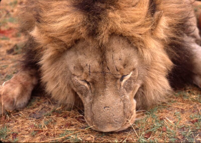 lion on foot