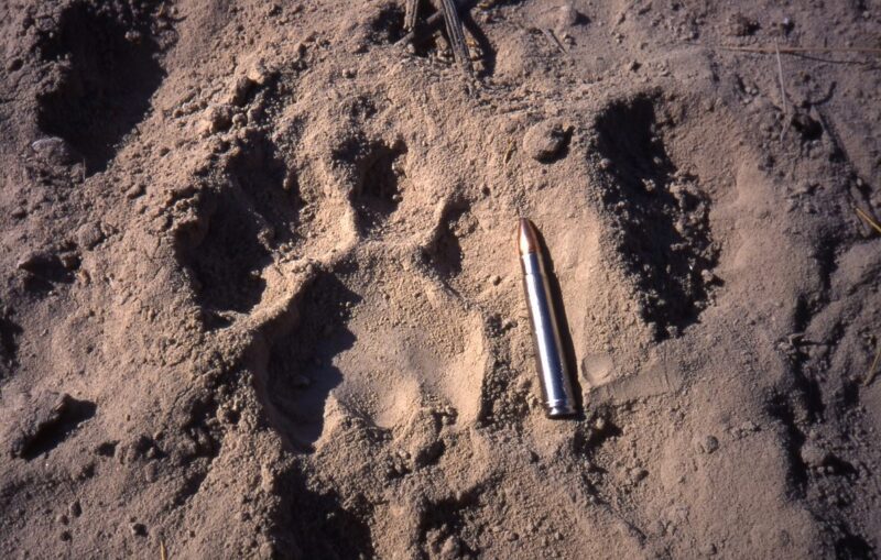 lion tracks paw print