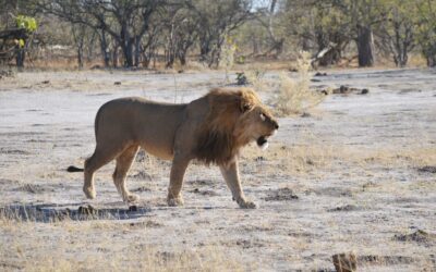 Lion on Foot