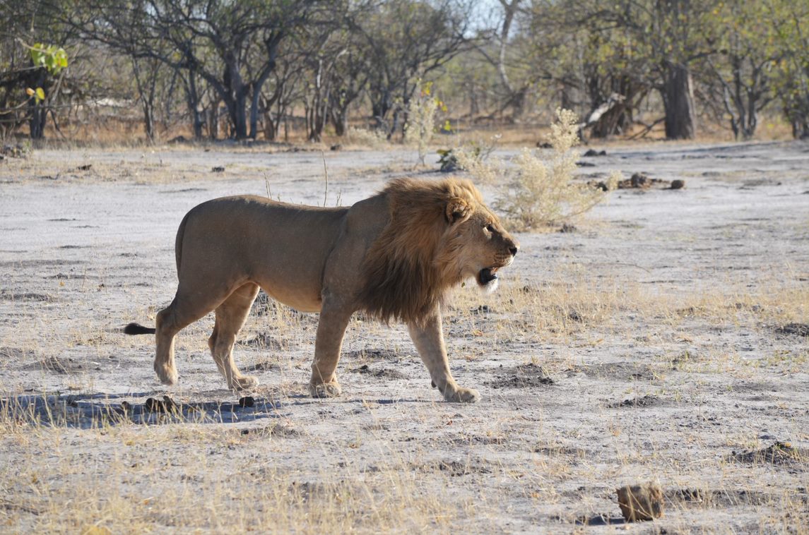 lion walking