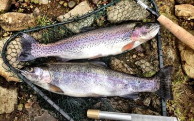 Michigan Tagged Fish Could Net Cash Reward