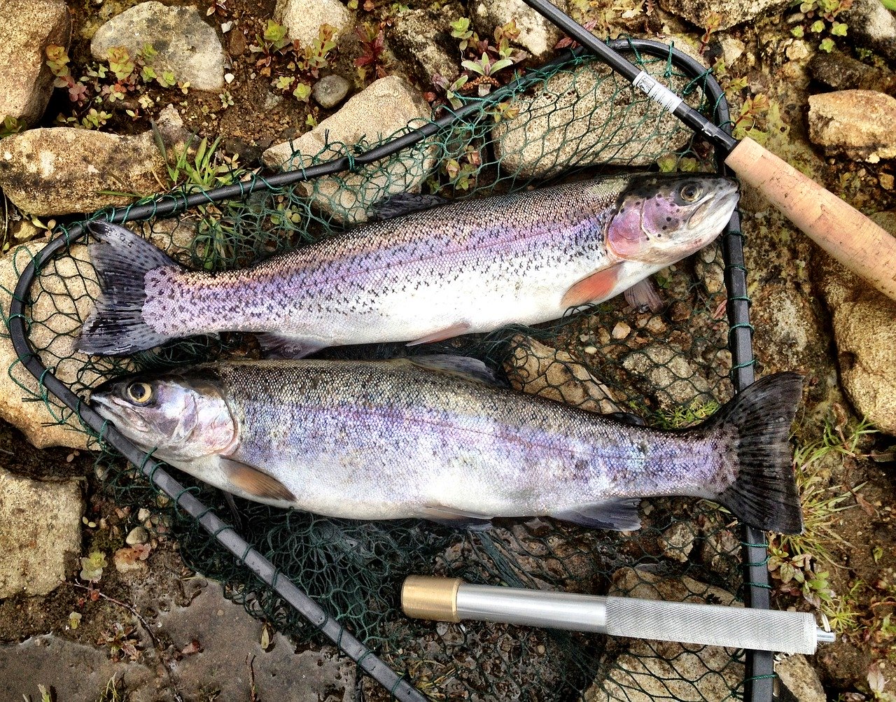 two trout in net