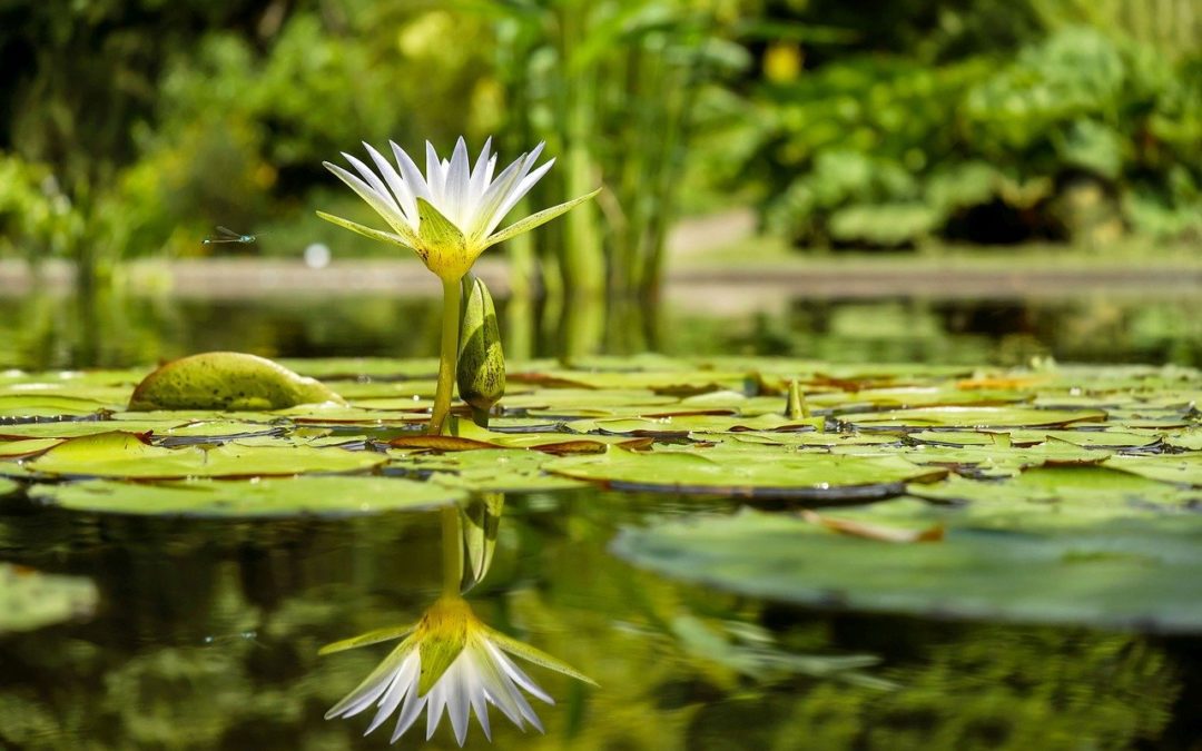 Pondering Ponds