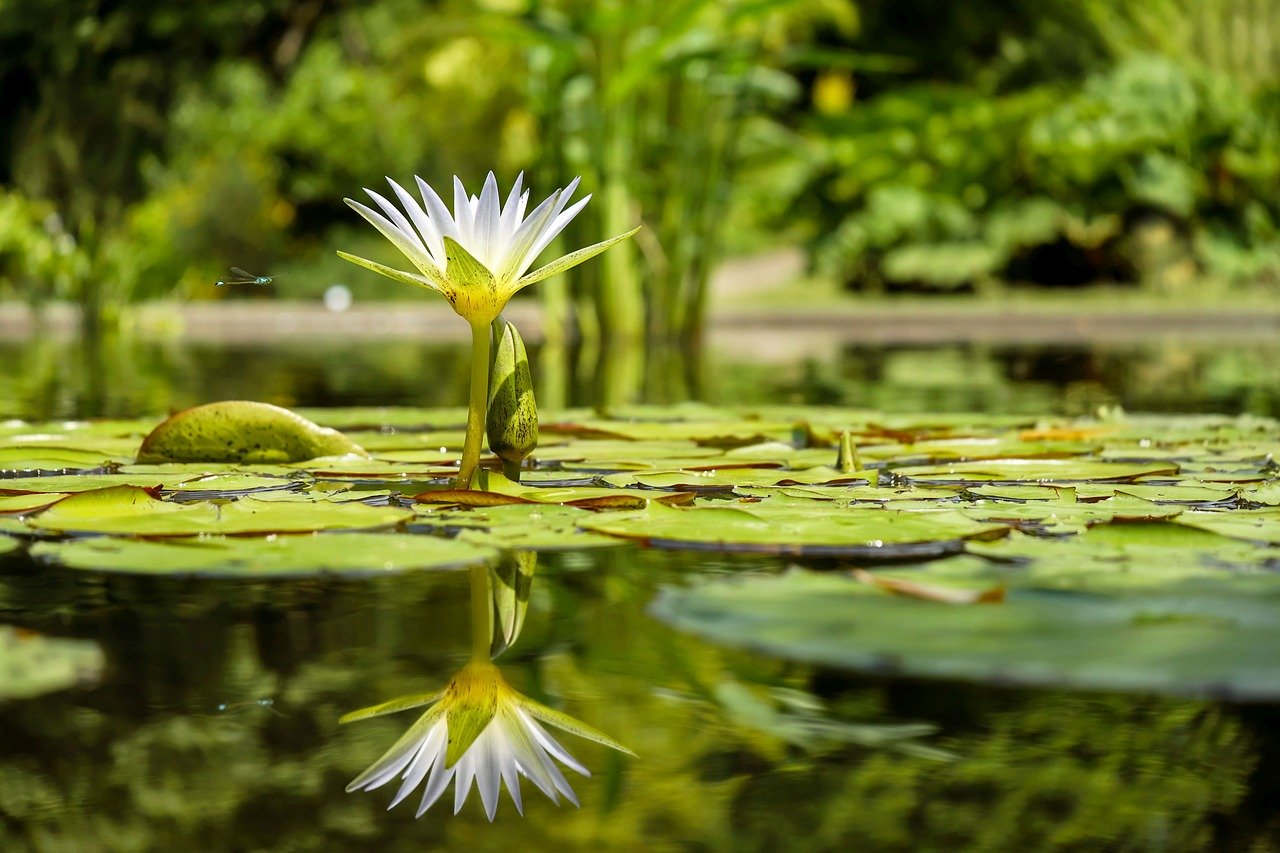 lillypad in pond