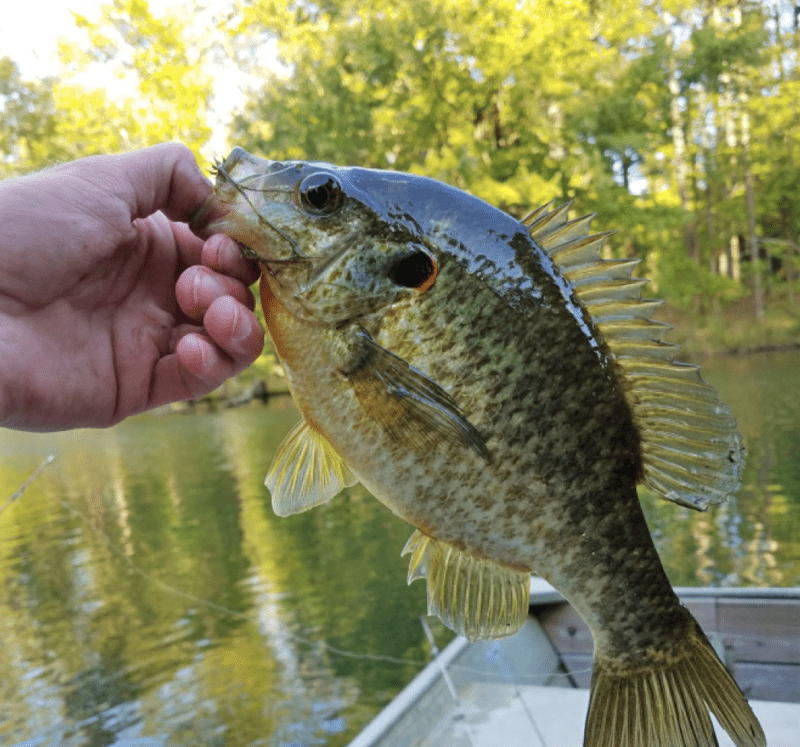 shellcracker fish catch