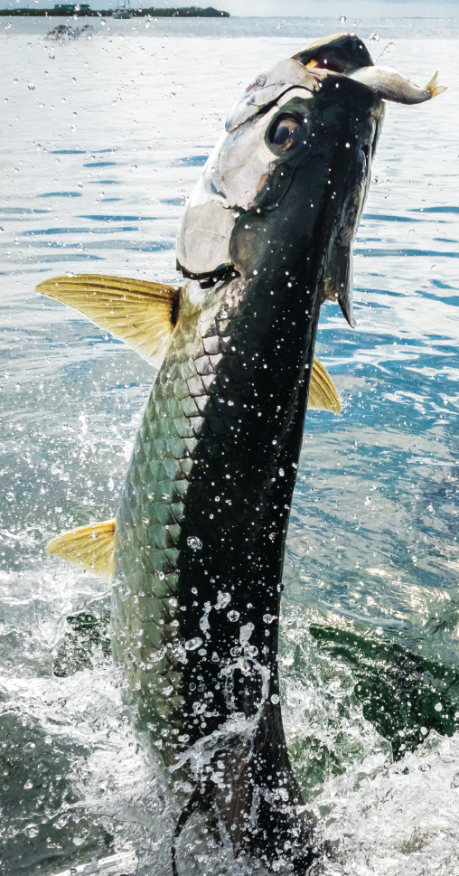 silver tarpon jumping