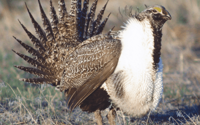 Granddaddy of Them All: The Sage Grouse