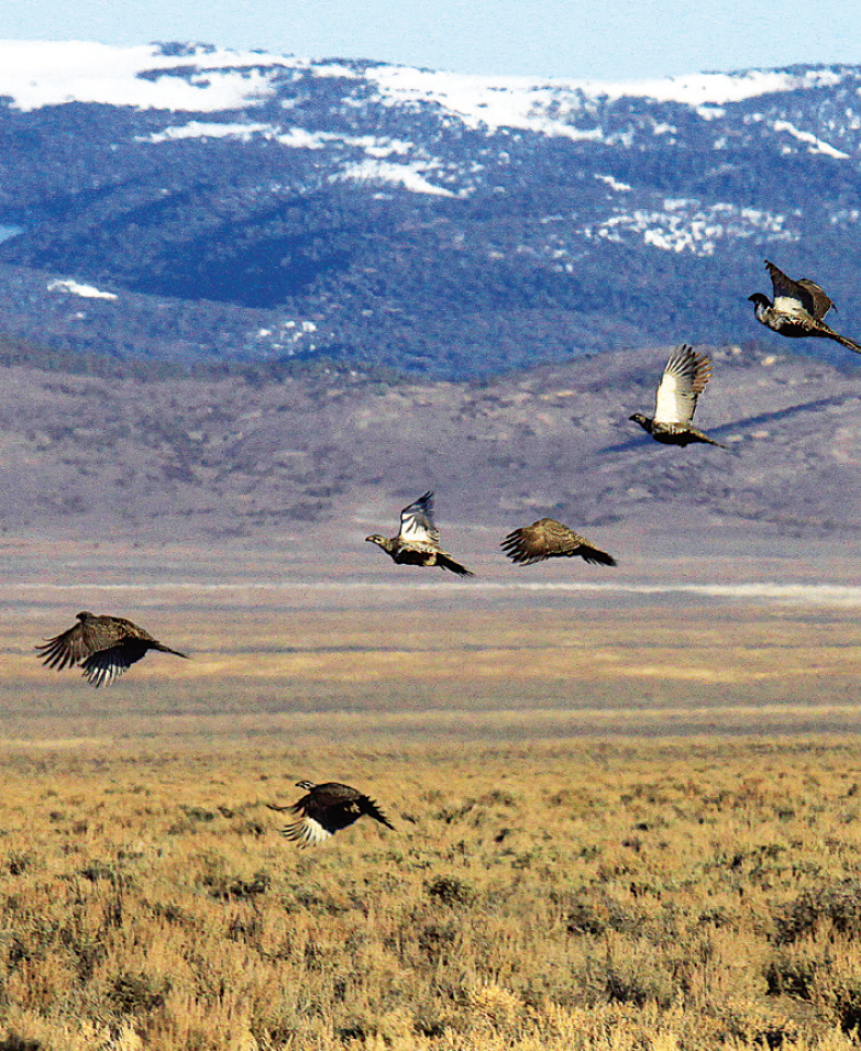 sage grouse in flight