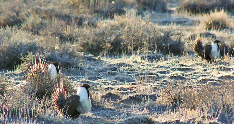 sage grouse in field