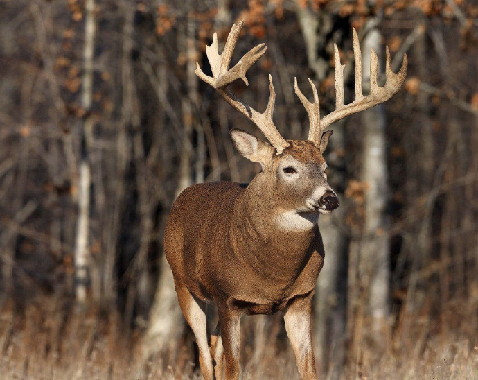 whitetail deer