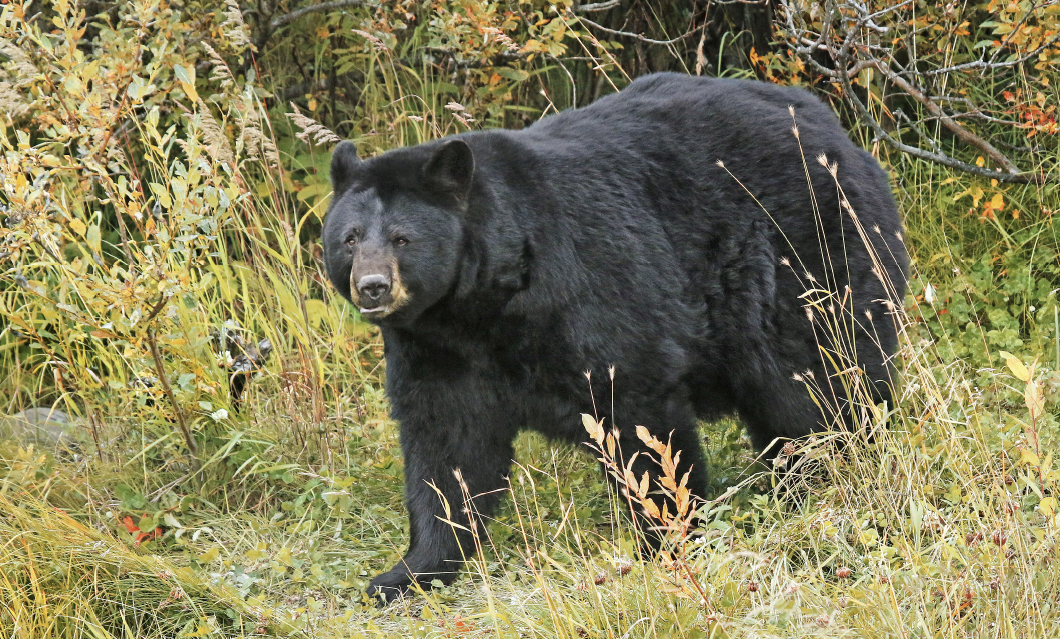 black bear