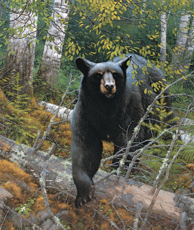 black bear in woods painting